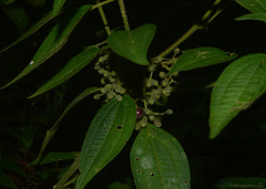 Miconia leahirtella