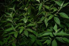 Miconia leahirtella