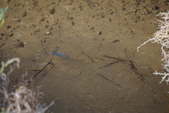 Cyprinodon salinus salinus