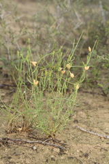 Thamnosma texana, photograph (c) Reid Hardin, some rights reserved (CC BY)