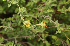 Jefea brevifolia, photograph (c) Reid Hardin, some rights reserved (CC BY)