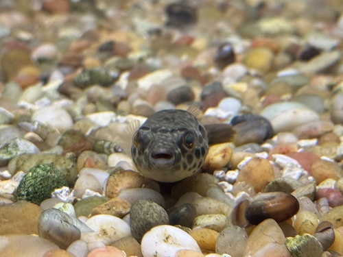 Spotted Congo puffer (Tetraodon schoutedeni) — Tetraodontidae — 2