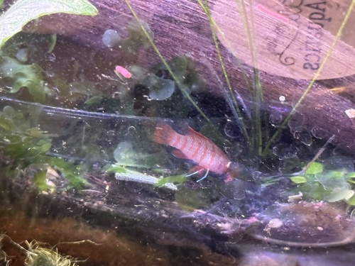 Scarlet badis (Dario dario) — Badidae — 4