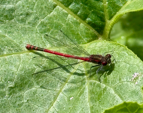Large Red Damselfly