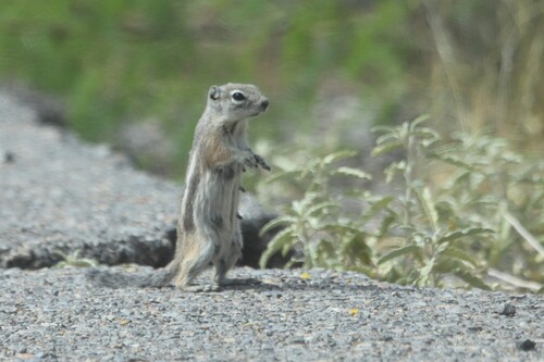 Texas Antelope Squirrel observed by williampaulwhite17