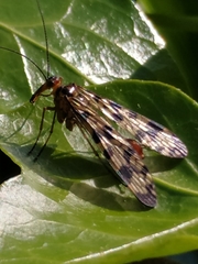 Panorpa meridionalis