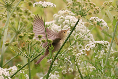 Melodious Warbler