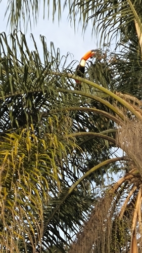 Toco Toucan