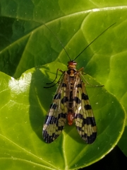 Panorpa meridionalis