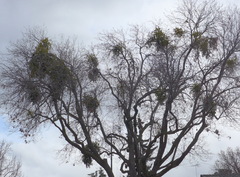 Phoradendron macrophyllum