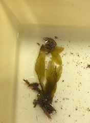 Dictyopteris polypodioides