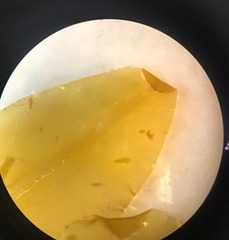 Dictyopteris polypodioides