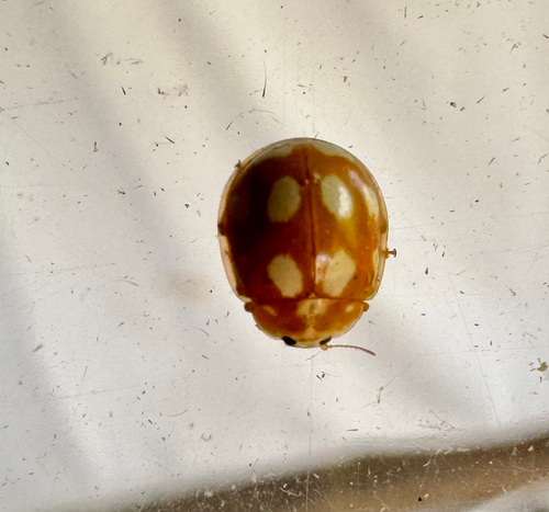 Little Arboreal Lady Beetle