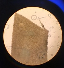 Dictyopteris polypodioides