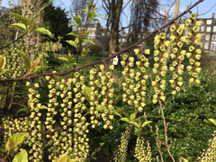 Stachyurus chinensis