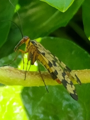 Panorpa meridionalis