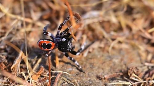 Eresus sedilloti