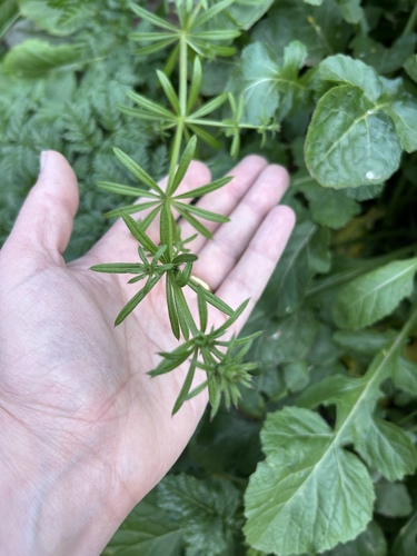 catchweed bedstraw