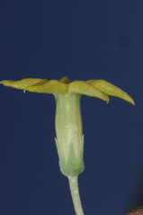 Jaborosa reflexa