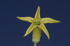 Jaborosa reflexa