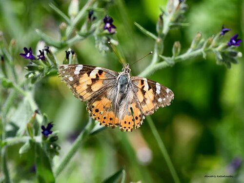 Painted Lady