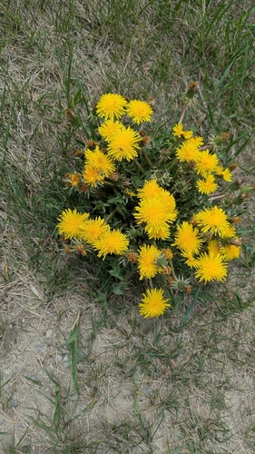 Taraxacum erythrospermum, photograph 6