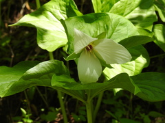 Trillium simile