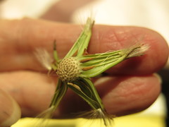 Pyrrhopappus grandiflorus