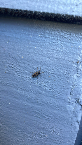 bright-spotted groundbug