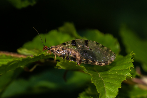 Giant Stream Lacewing
