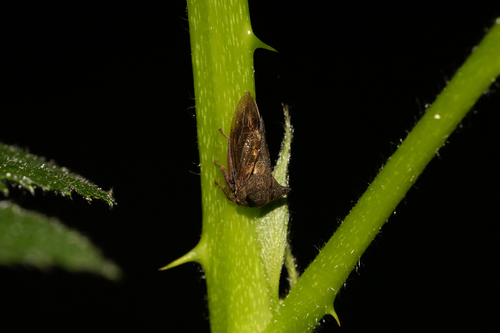 Horned Treehopper