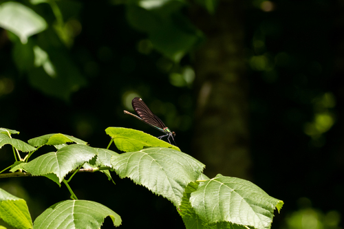 Beautiful Demoiselle