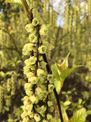 Stachyurus chinensis