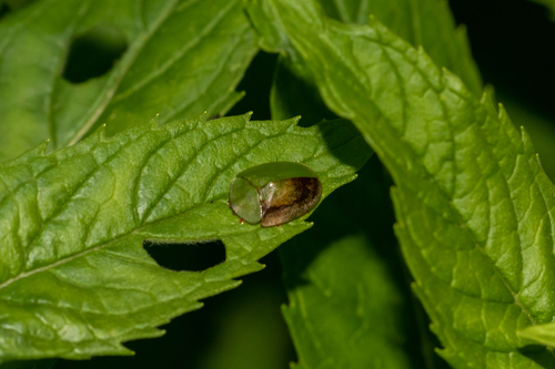 Green Tortoise Beetle