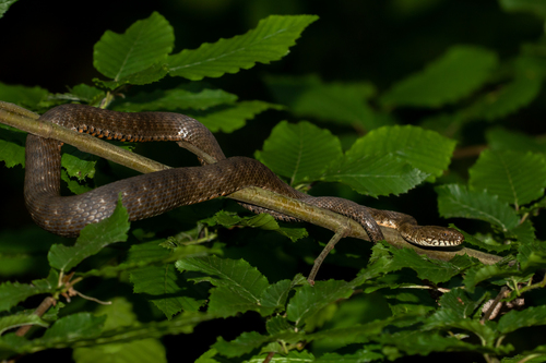 Tessellated Water Snake