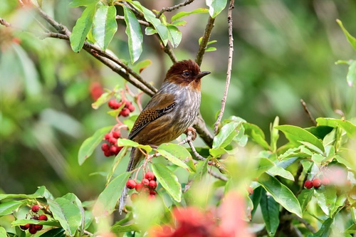 Taiwan Barwing (Actinodura morrisoniana), photo 2