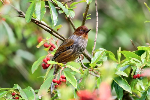Taiwan Barwing (Actinodura morrisoniana), photo 9
