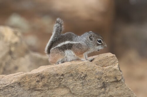 Texas Antelope Squirrel observed by williampaulwhite17