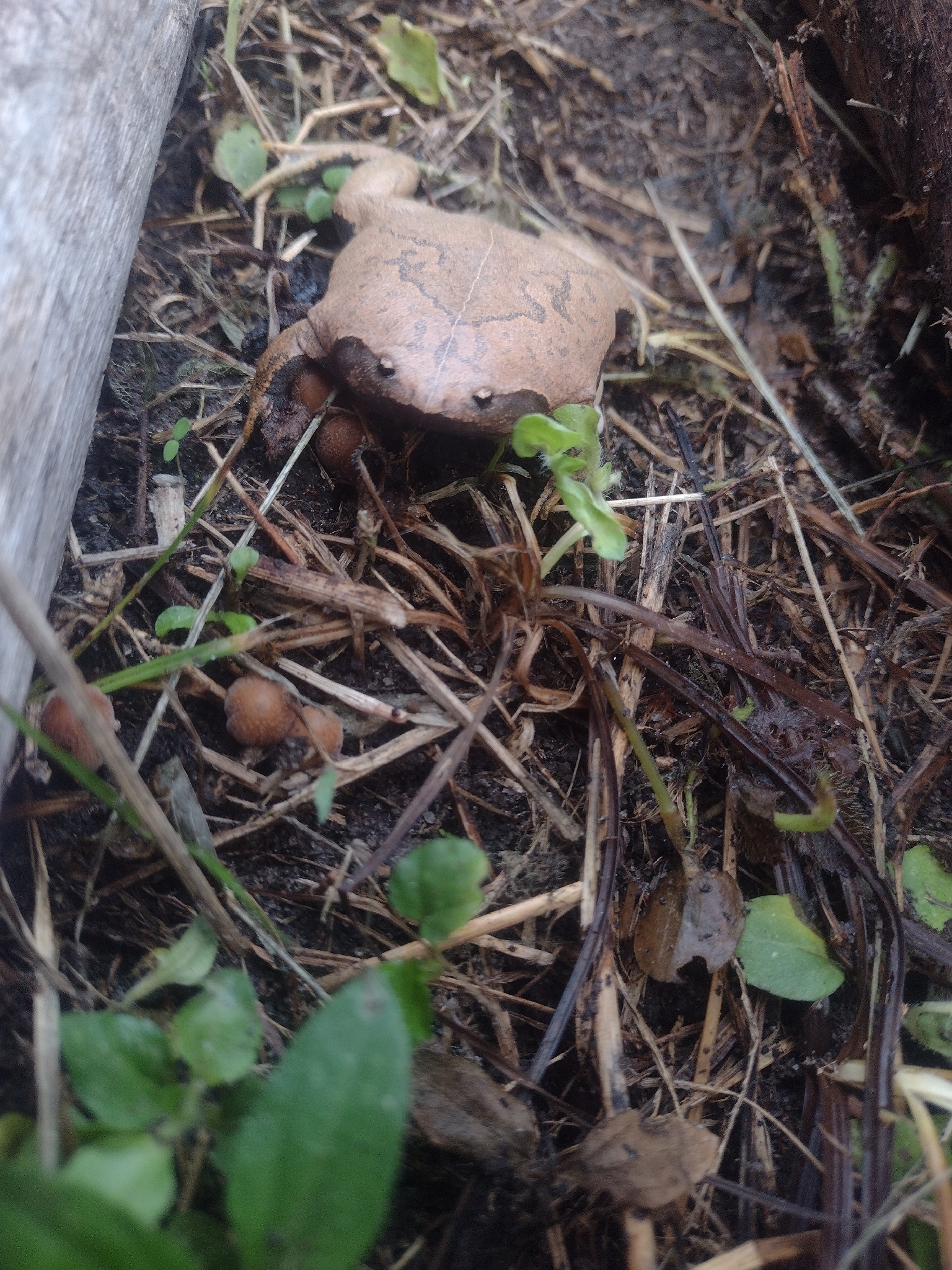Parker's Brazilian Dumpy Frog photo 2