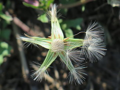 Pyrrhopappus grandiflorus