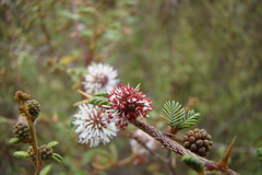 Mimosa ramulosa