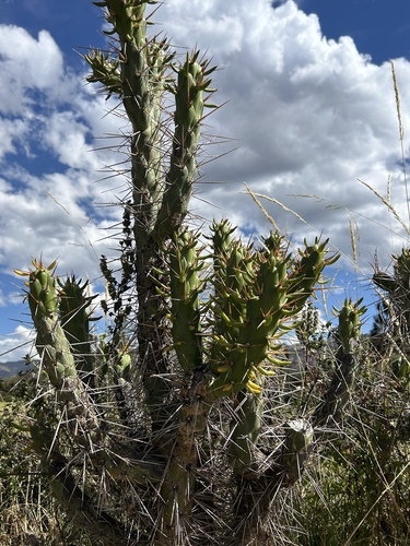Eve's Needle Cactus