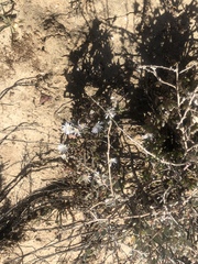 Trichodiadema attonsum