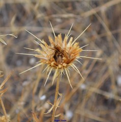 Centaurea ornata