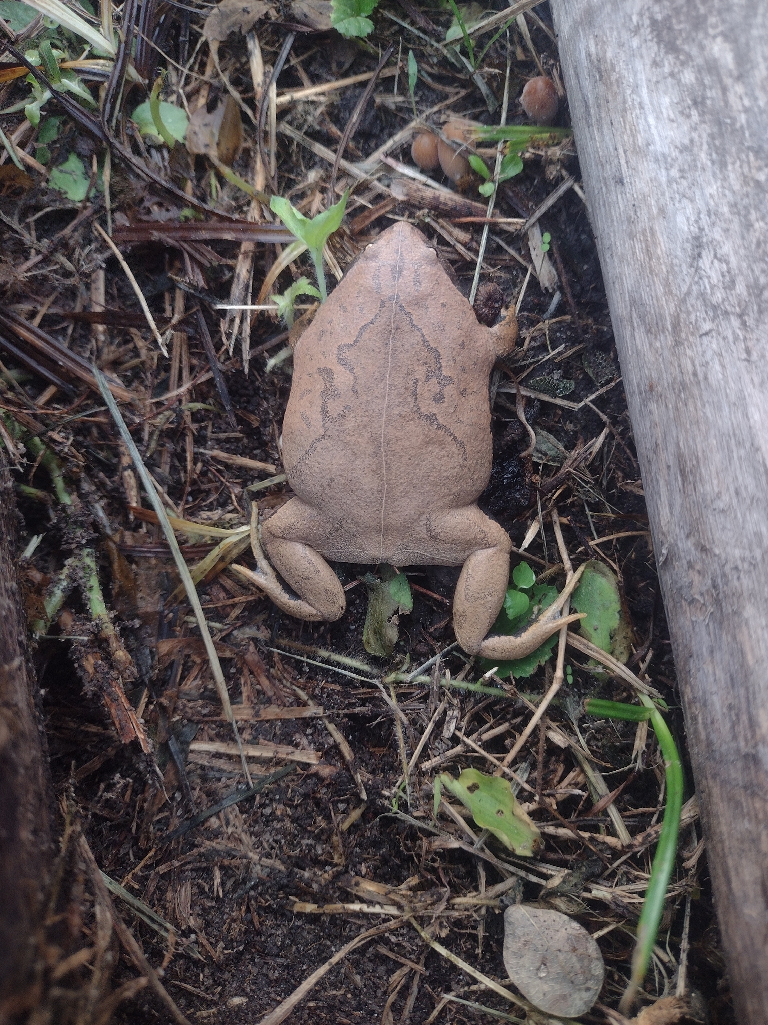 Parker's Brazilian Dumpy Frog photo 3