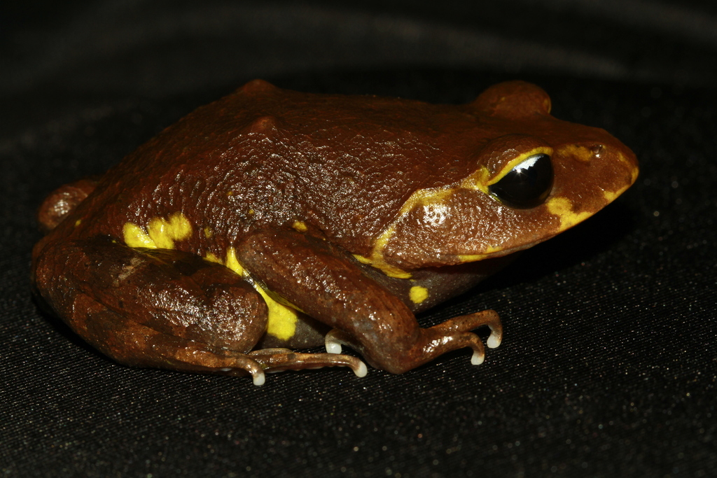 Yellow-spotted Spadefoot Toad (Leptobrachium xanthospilum)