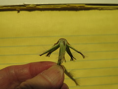 Pyrrhopappus grandiflorus