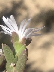 Trichodiadema attonsum