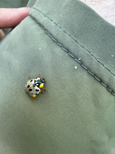 Fifteen-spotted Lady Beetle