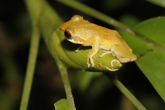 Chirixalus nongkhorensis